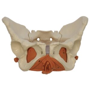Pelvic Floor Muscles