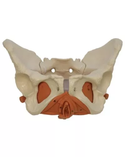 Pelvic Floor Muscles