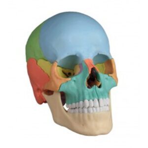 Disarticulated 22-Part Magnetic Human Skull Colour