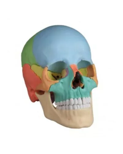 Disarticulated 22-Part Magnetic Human Skull Colour