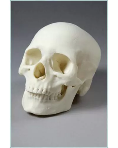 Human Skull Female