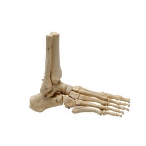 Foot Skeleton