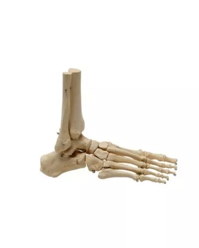 Foot Skeleton with Portion of Tibia and Fibula