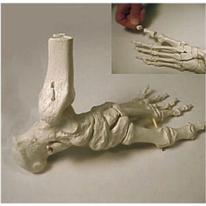Foot Skeleton with Portion of Tibia and Fibula Strung with Elastic