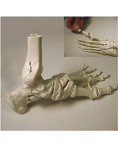 Foot Skeleton with Portion of Tibia and Fibula Strung with Elastic