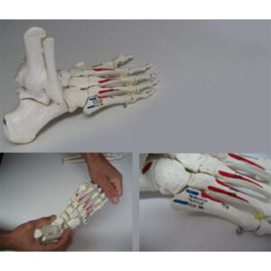 Foot Skeleton with Portion of Tibia and Fibula, Elastic, Muscle Painting