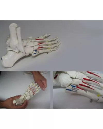 Foot Skeleton with Portion of Tibia and Fibula, Elastic, Muscle Painting