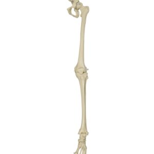 Leg Skeleton with Foot