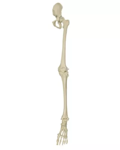 Leg Skeleton with Foot