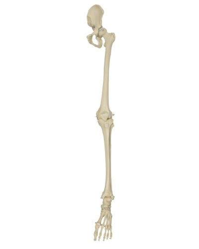 Leg Skeleton with Innominate Bone and Foot