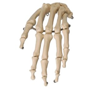 Hand Skeleton