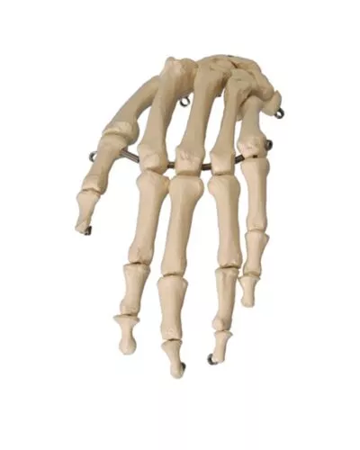Hand Skeleton