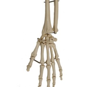 Hand Skeleton with Portion of Radius and Ulna