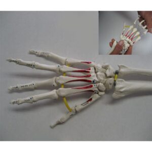 Hand Skeleton with Portion of Radius and Ulna, Elastic, Muscle Painting