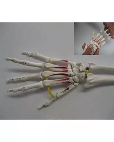 Hand Skeleton with Portion of Radius and Ulna, Elastic, Muscle Painting