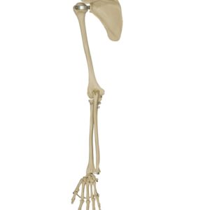 Arm Skeleton with Hand