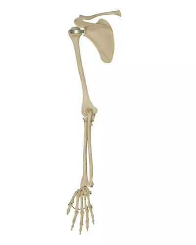 Arm Skeleton with Hand