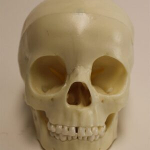 Child Skull, 5 Year Old