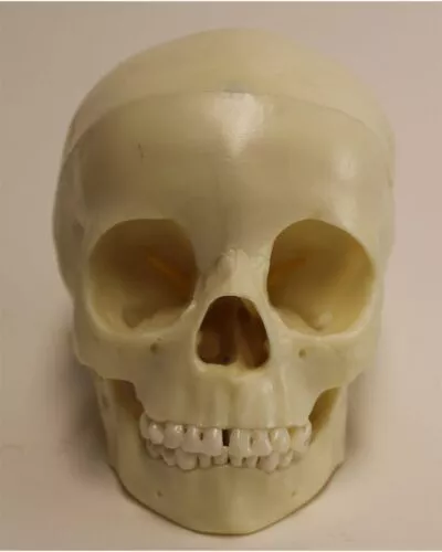 Child Skull, 5 Year Old