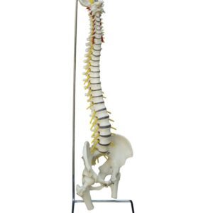 Spine Flexible with Stand