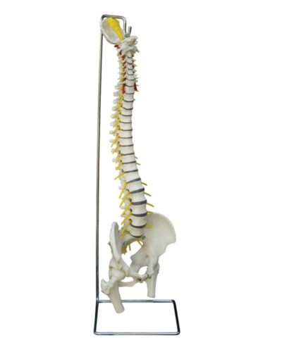 Spine Flexible with Stand