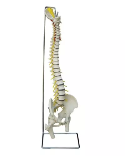 Spine Flexible with Stand