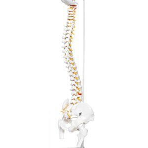 Budget Flexible Spine with Stand