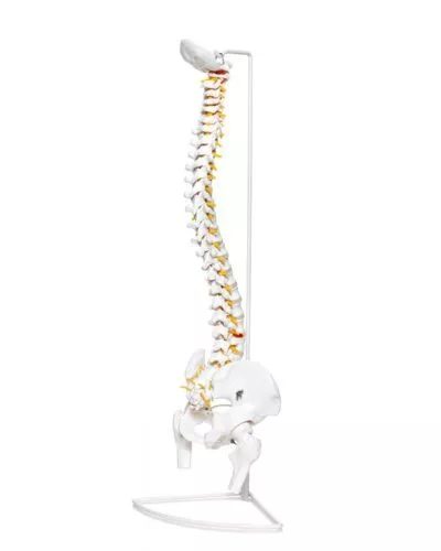 Budget Flexible Spine with Stand