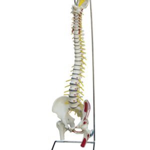 Spine Flexible with Dtand and Muscle Painting