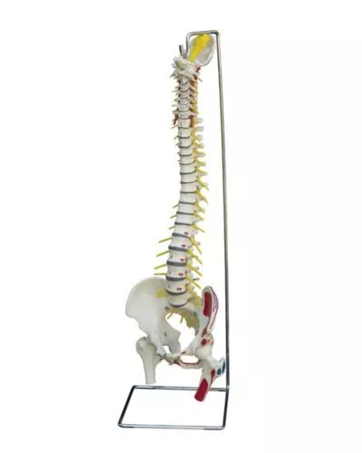 Spine Flexible with Dtand and Muscle Painting