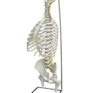 Spine with Thorax, Flexible with Stand