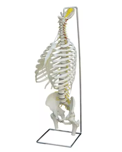 Spine with Thorax, Flexible with Stand