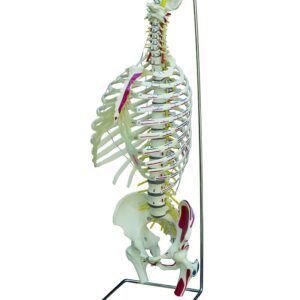 Spine with Thorax, Flexible with Stand and Muscle Painting