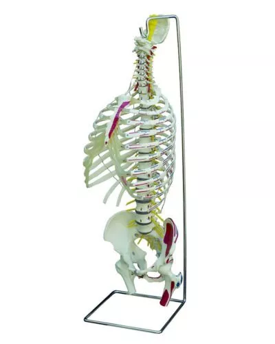 Spine with Thorax, Flexible with Stand and Muscle Painting