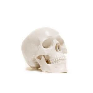Mini Skull