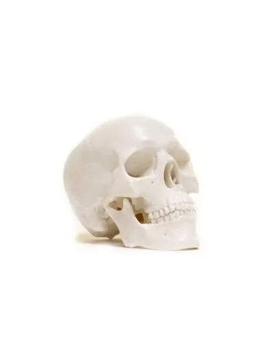 Mini Skull
