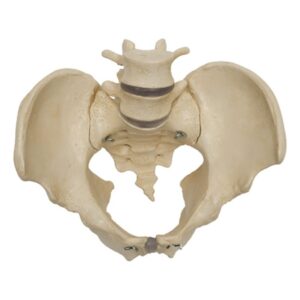 Pelvic Skeleton: Male