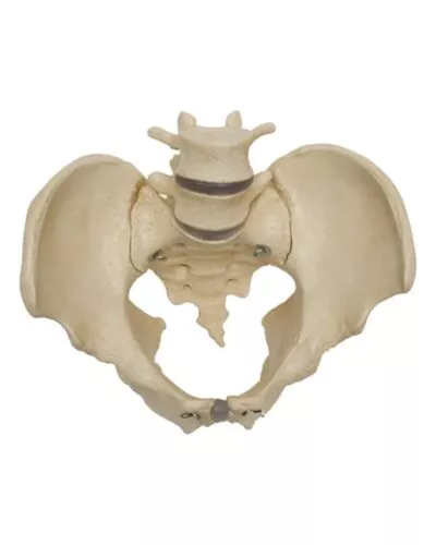 Pelvic Skeleton: Male