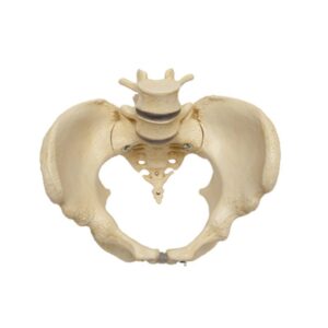 Pelvic Skeleton: Female