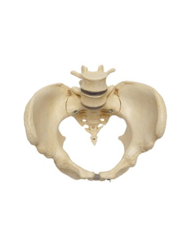 Pelvic Skeleton: Female