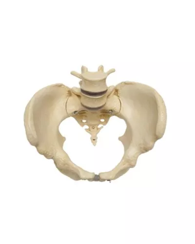 Pelvic Skeleton: Female
