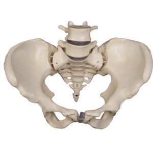 Pelvic Skeleton with Portion of Femur