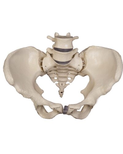 Pelvic Skeleton with Portion of Femur