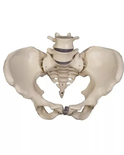 Pelvic Skeleton with Portion of Femur