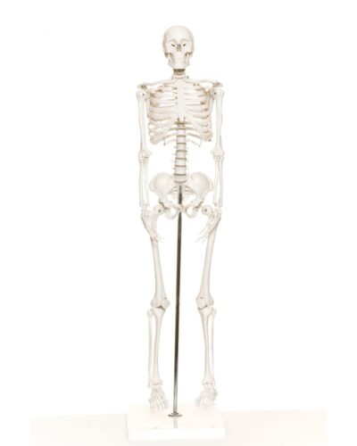 Mini Skeleton
