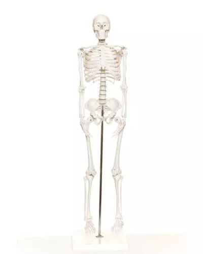 Mini Skeleton
