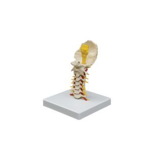 Cervical Vertebrae