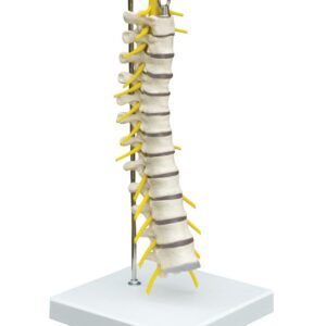 Lumbar Vertebrae