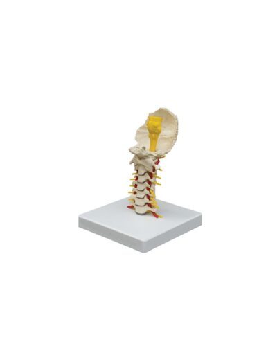 Vertebrae 1st, 2nd Cervical and Occipital Strung with Elastic