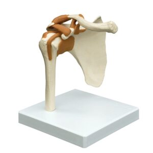 Shoulder Joint with Ligaments
